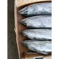 Sea frozen Stripped Bonito Whole Round